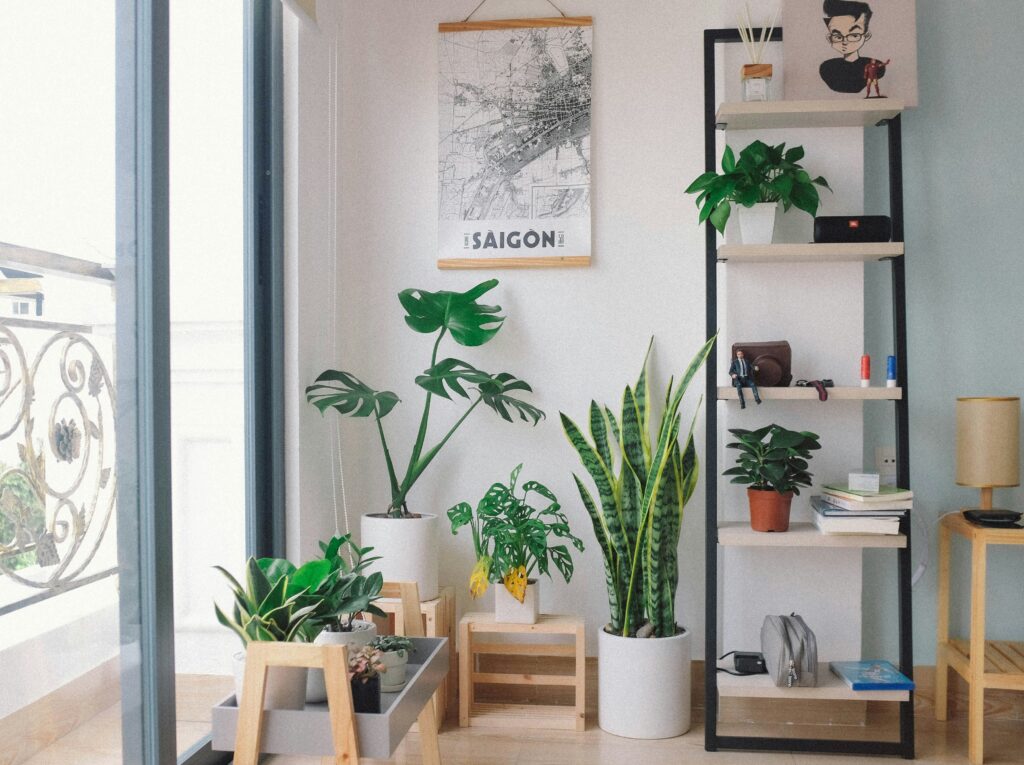 plantas, jardim, home, decoração